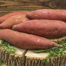 covington sweet potato gurney s seed