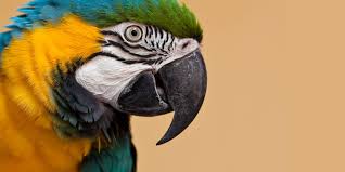 top 10 pet macaw parrot questions