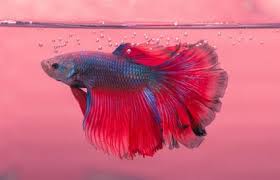 A clean aquarium equates to a happy betta. Know If A Betta Fish Is Happy With These 7 Signs Lovetoknow