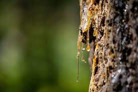 remove sticky tree sap or pine pitch