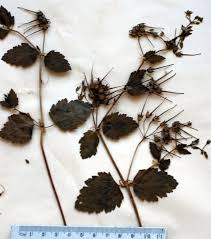 Erodium alnifolium Guss. | Flora of Israel Online