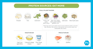 plant based protein a guide from