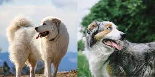 One of its parents, the great pyrenees, has been discovered long about hundreds of years ago. Great Pyrenees Australian Shepherd Mix Care Training Tips