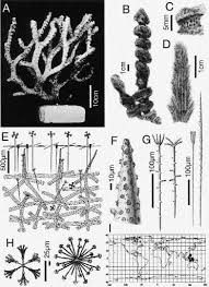 Image result for Sclerothamnus clausi