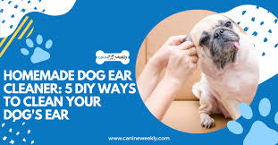 homemade dog ear cleaner 5 diy ways to