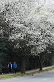What makes Bradford pear trees smell?