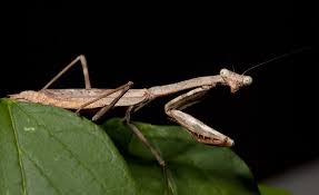 praying mantises for pest control