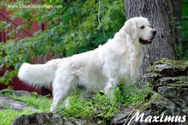 The first lord tweedmouth is credited as the founder of the breed with a yellow dog bred from black wavy coated retrievers crossed with the tweed water spaniel. White Wallpaper Golden Retriever Puppies