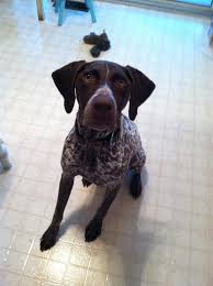 The german shorthaired pointer has mysterious origins but their source may have been the german bird dog, who was related to the old spanish pointer along with a variety of cross breeding with local german track and trail dogs and scent hounds. German Shorthaired Pointer Club Of Virginia Posts Facebook