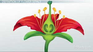 sepal of a flower definition