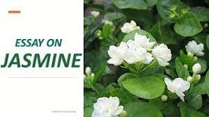 10 lines on jasmine flower