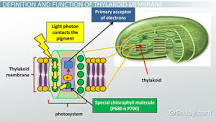 What is inside a thylakoid membrane?