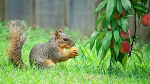 garden to repel squirrels
