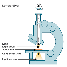 light microscope vs electron microscope