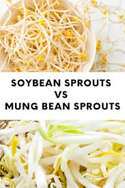 soybean sprouts vs mung bean sprouts