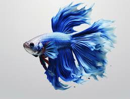 red and blue betta fish isolated on