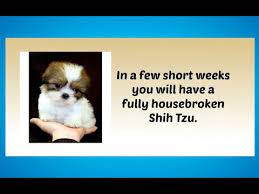 Shitzu puppies for sale, long sault, on. Potty Training Your Shih Tzu Puppy Shihtzu Time