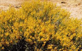Maybe you would like to learn more about one of these? April 20 2017 Joshua Tree National Park U S National Park Service Wildflower Report Blog