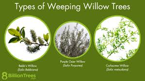 10 types of willow trees by state
