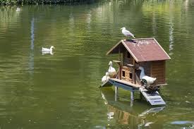 How To Build A Duck House Helpful