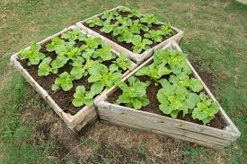 Small Vegetable Garden With Risen Beds