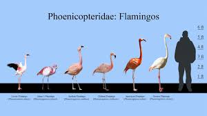 Infographic Flamingos Size Chart Zoochat Flamingo