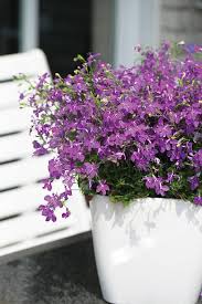 Wooden planter boxes are very cost effective and easy to build. 15 Best Balcony Plants Apartment Balcony Plant Ideas