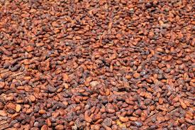 Image result for Cocoa beans