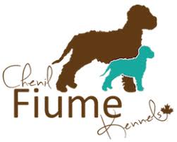 Find lagotto romagnolo puppies and breeders in your area and helpful lagotto romagnolo information. Fiume Kennels Lagotto Romagnolo Breeder Lagotto Puppy Available