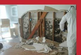 How Much Does Mold Removal Cost The