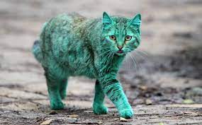 Emerald kitty