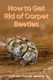 protecting your dog from carpet beetle
