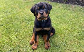 rottweiler guide exercise needs