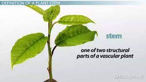 plant stem definition function