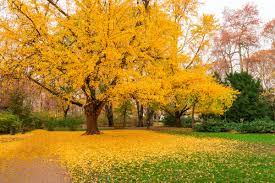 ginkgo tree care tips how to grow a