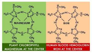 hemoglobin vs chlorophyll cascade ga