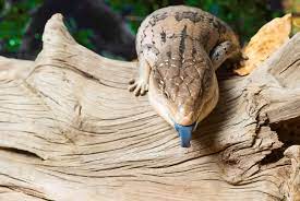 what do garden lizards eat attract