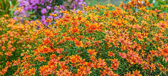 Whether your garden is a large country plot or a they tolerate heat and bloom throughout the growing season, filling containers, beds and borders with new guinea impatiens are a group of hybrids prized for their dramatic foliage and bright flowers. 12 Full Sun Perennials That Bloom All Summer Breck S