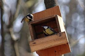 une mangeoire pour oiseaux