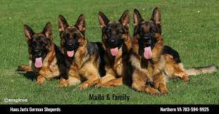 The german shepherd is one of the most talented working dogs and a wildly popular family pet. Haus Juris German Shepherds Temperament Intelligence Structure Trainability