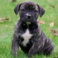 See more ideas about rottweiler, rottweiler mix, dogs. African Boerboel Mix Puppies For Sale Greenfield Puppies