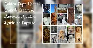 … we have a great litter of wonderful goldens for sale in grand haven, michigan. Golden Pups Kennel Home Facebook