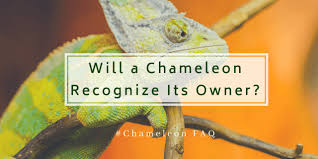 Are chameleons good companion animals? Will A Chameleon Recognize Its Owner Chameleonowner
