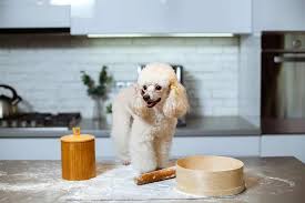 can dogs eat flour az s