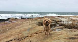 dog friendly things to do in rhode island