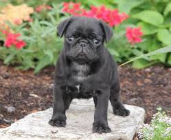 Born january 20, 2021 ready for their forever homes march 17, 2021. Cute Black Pug Puppy Baby Pugs Pug Puppies For Sale Black Pug Puppies