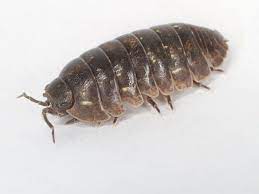 how to get rid of pillbugs and sowbugs