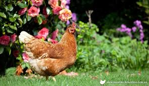 Top 20 Chicken Breeds For Your Backyard Coop