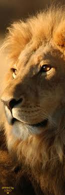 114 best Ref Lions images on Pinterest