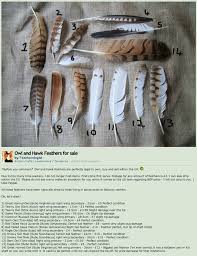 Owl Eagle Hawk Feathers Owl Feather Feather Crafts